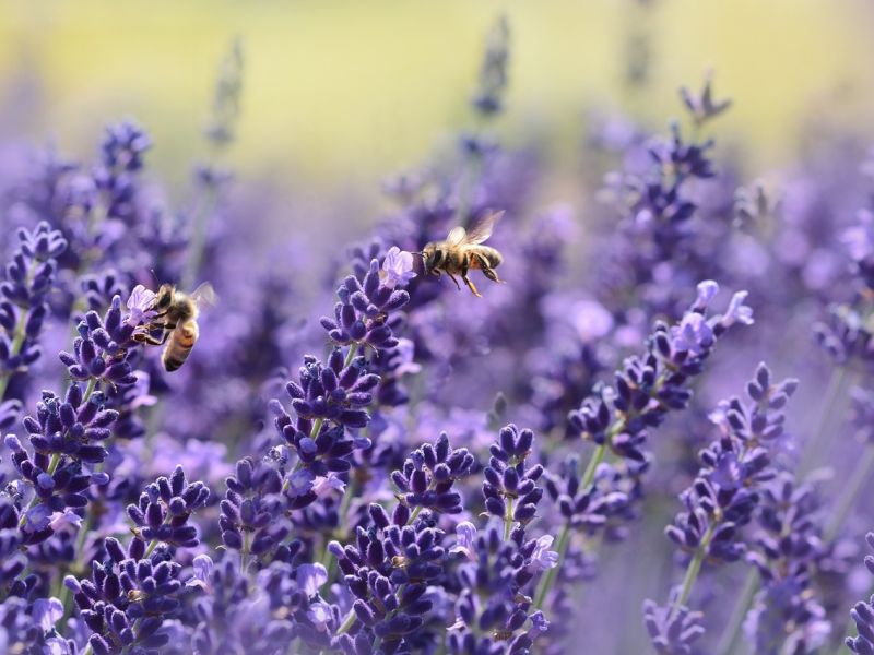 lavender et abeilles